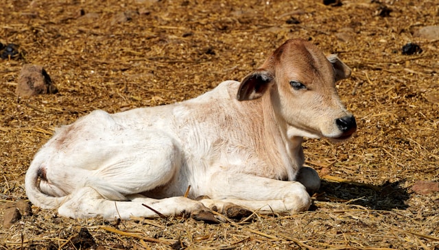 Gaushala cattle